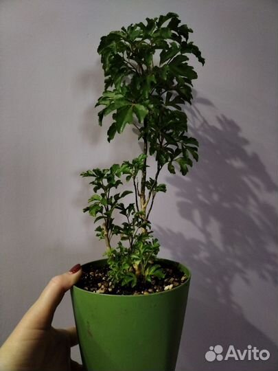 Бегония, хлорофитум, полисциас