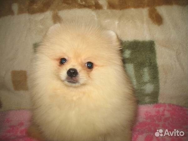 Очаровательные мишки шпицыки