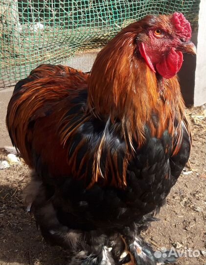 Петух Брама