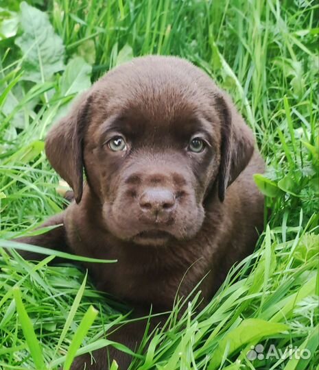 Щенки лабрадора