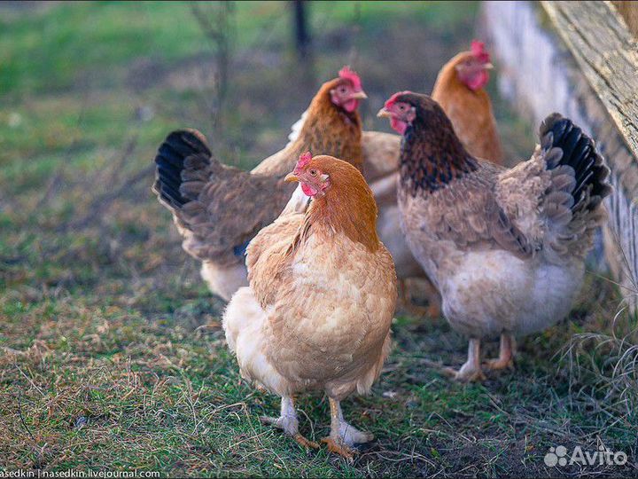 Куры несушки