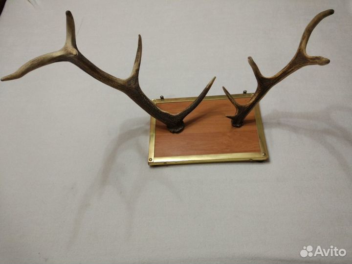 Рога оленя