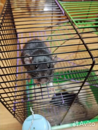 Крыски Дамбо