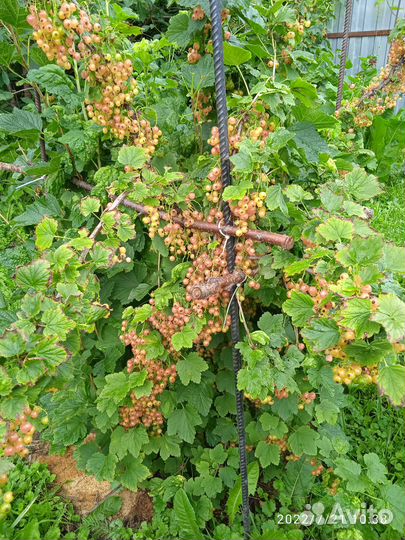 Саженцы крыжовника, смородины