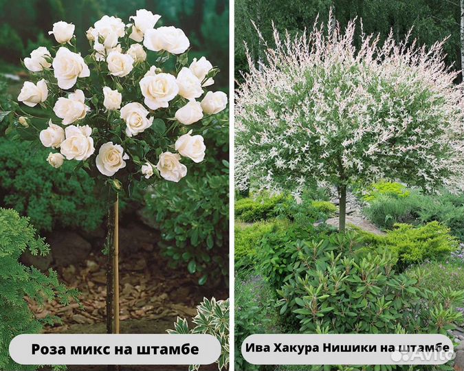 Растения на штамбе для вашего участка