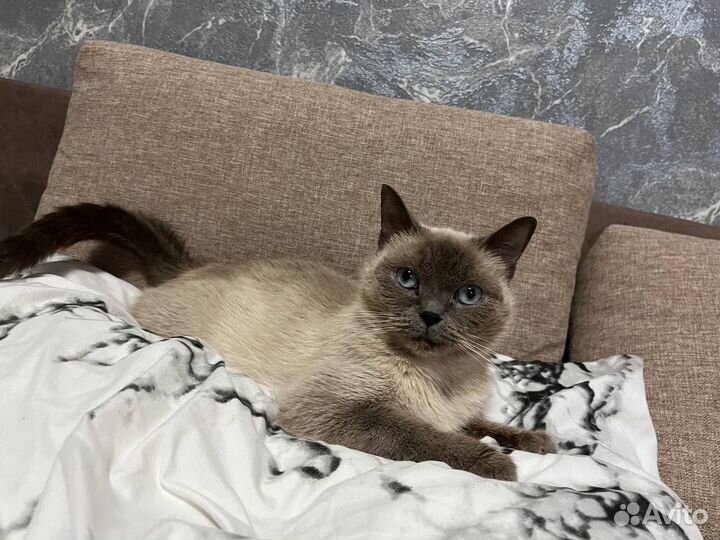 Необыкновенная кошка в добрые руки