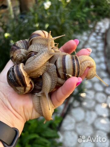 Helix lucorum taurica