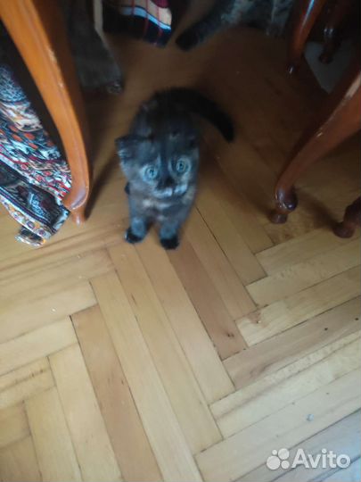 Кошки в добрые руки