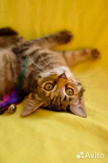 Красивые и ласковые котята в добрые руки