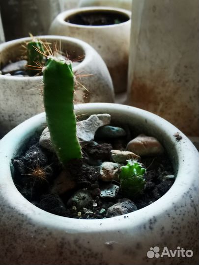 Кактусы и суккуленты