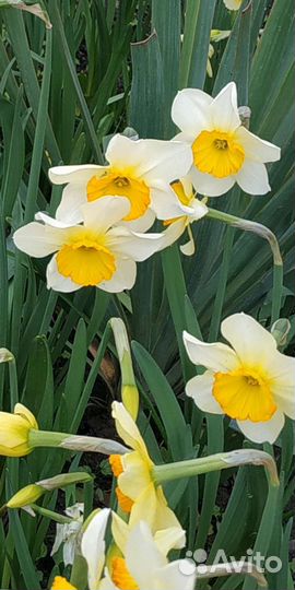 Луковицы нарциссов