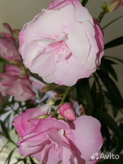 Комнатные растения олеандр