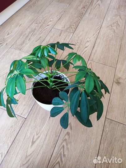 Шефлера герда