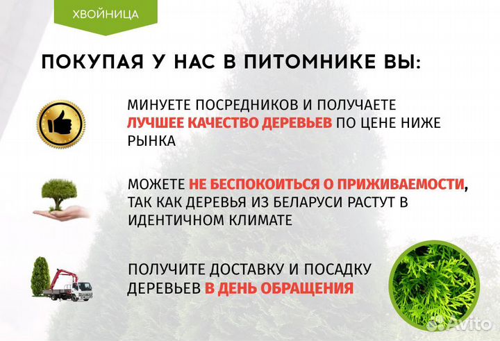 Туи крупномеры 4 м