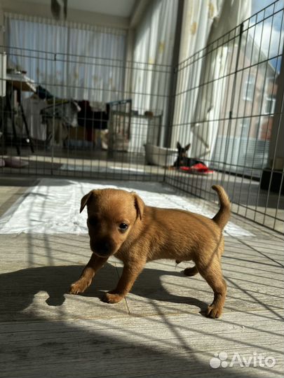 Пражский крысарик