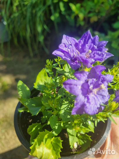 Кампанула жених махровый