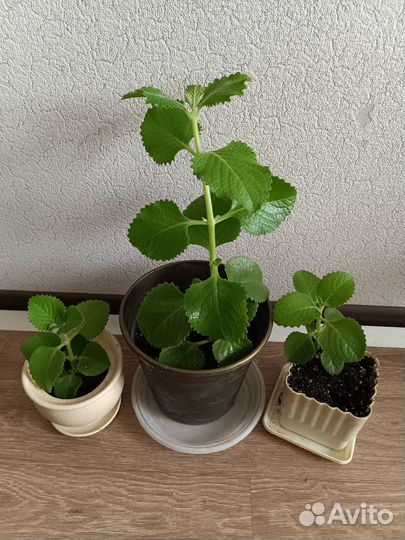 Плектрантус мята