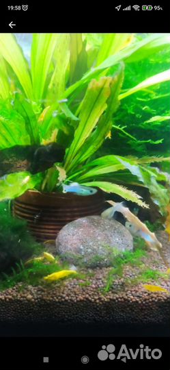 Гуппи эндлера