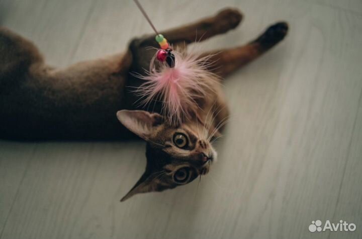 Абиссинский котенок