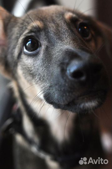 Очаровательный щенок Славик в добрые руки