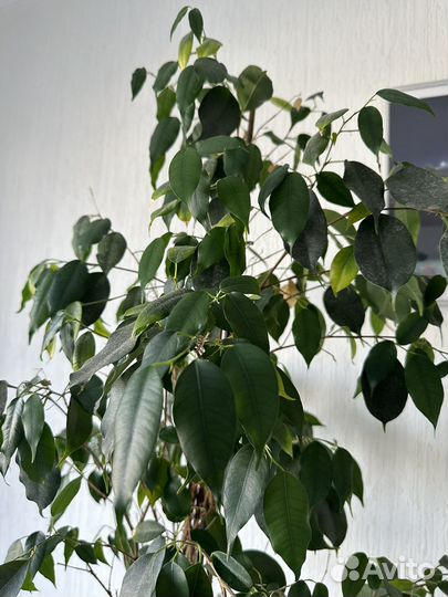 Фикус бенджамина большой