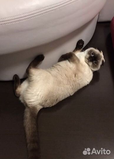 Кошка шотландская вислоухая