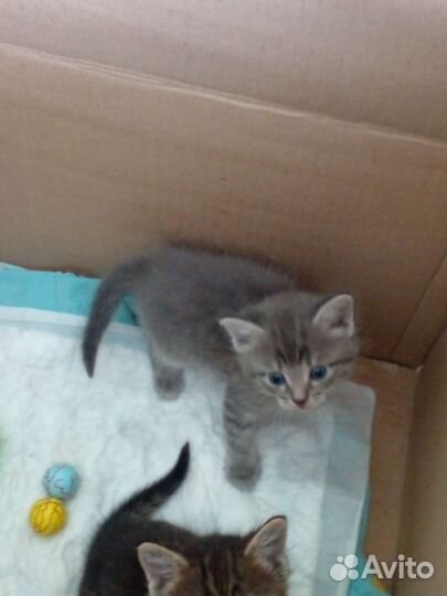 Котята в добрые руки бесплатно