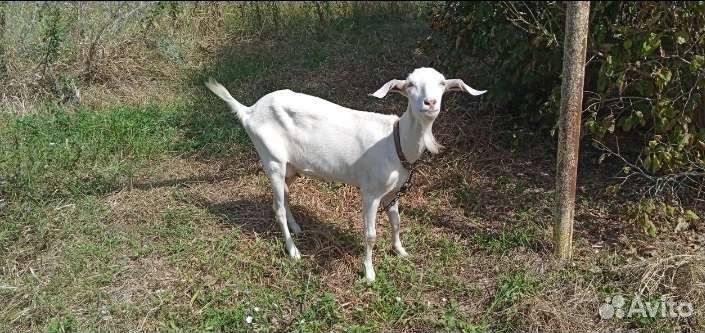 Коза дойная