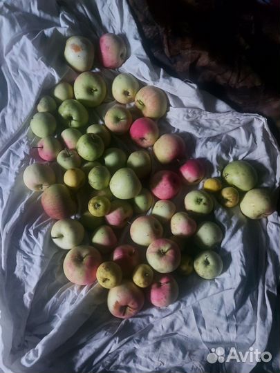 Яблоки домашние с собственного сада