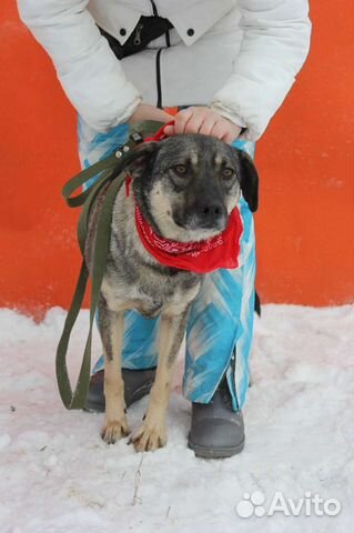 Собака в добрые руки отдам бесплатно