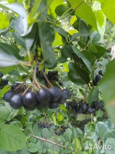 Черная рябина