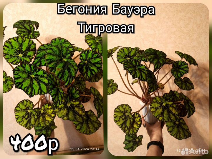 Бегония Бауэра тигровая.Комнатные растения, цветы