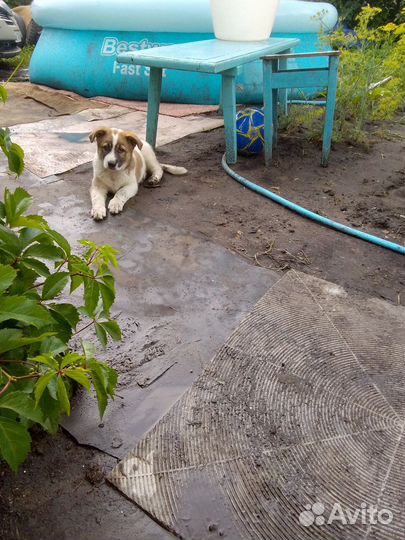 Собака в добрые руки щенок