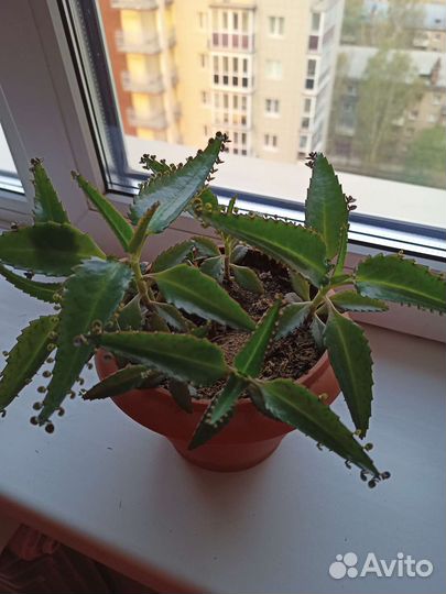 Каланхоэ лечебное