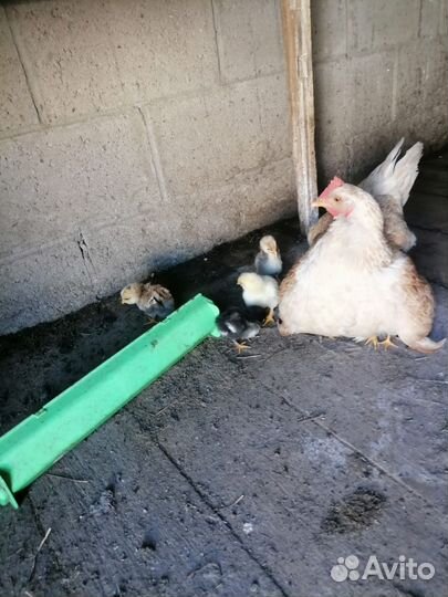 Курица с цыплятами