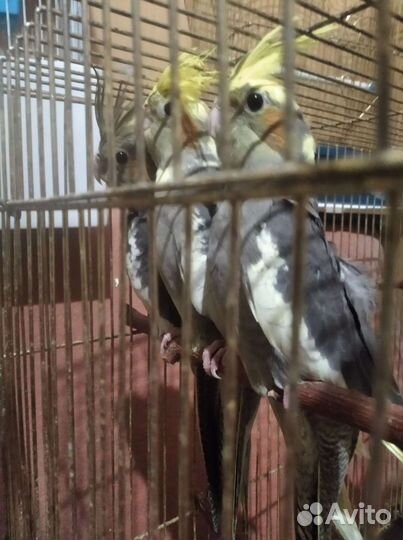 Попугаи Корелла молодые