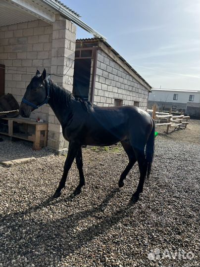 Карачаевский жеребец