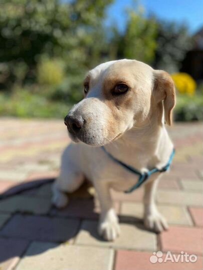 Прекрасная Луиза в поисках дома или передержки