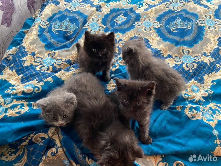 Кошки в добрые руки бесплатно