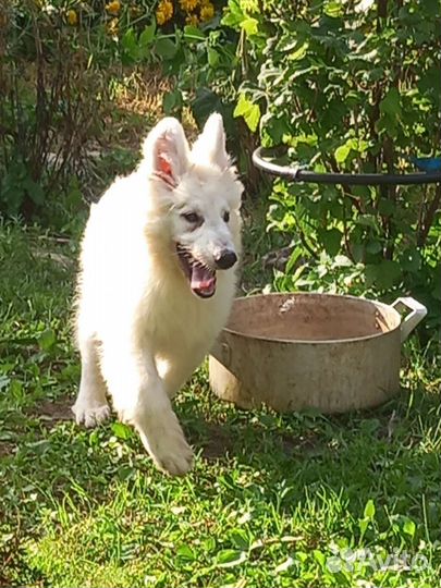 Щенки белой швейцарской овчарки