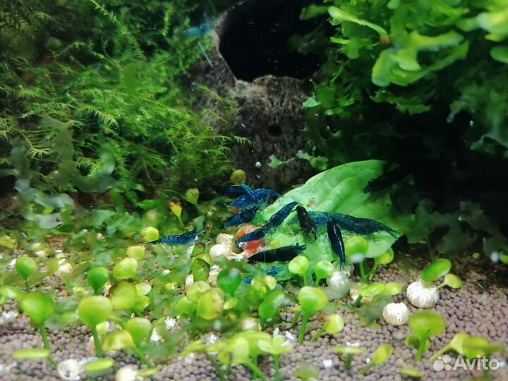 Креветки Blue Dream