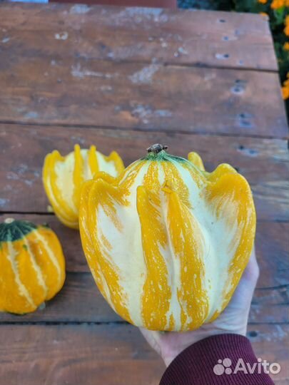 Тыква декоративная