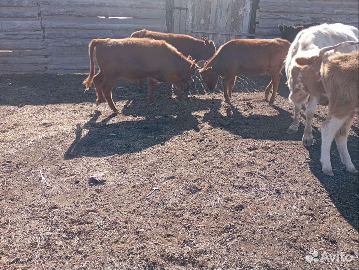 Коровы и телята