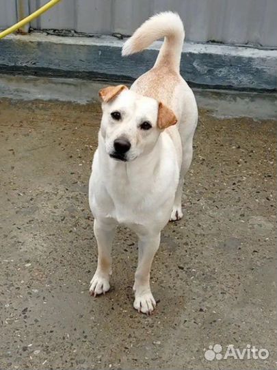 Метис шарпея, щенки приют лазаревское