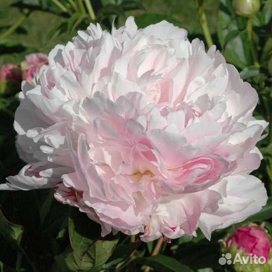 Пион Призидент Вилсон