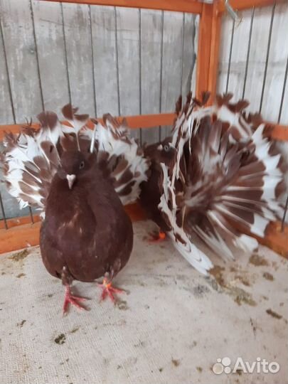 Голуби павлины ленточные