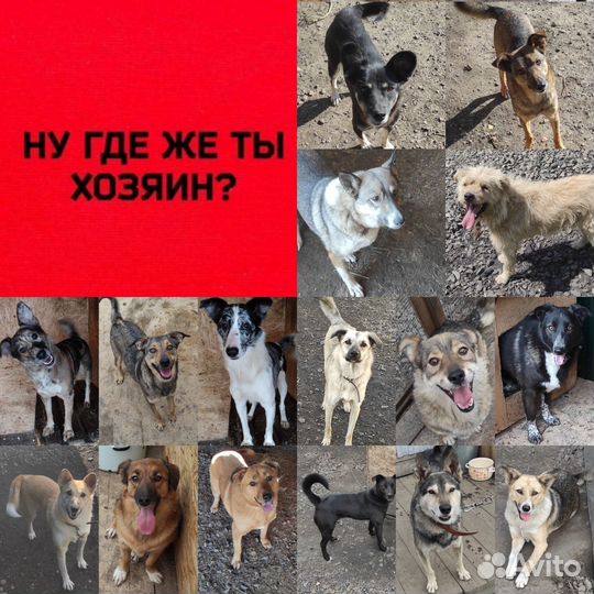 Собакам очень нужен дом