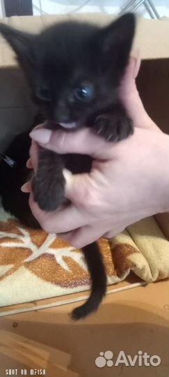 Котята в добрые руки бесплатно