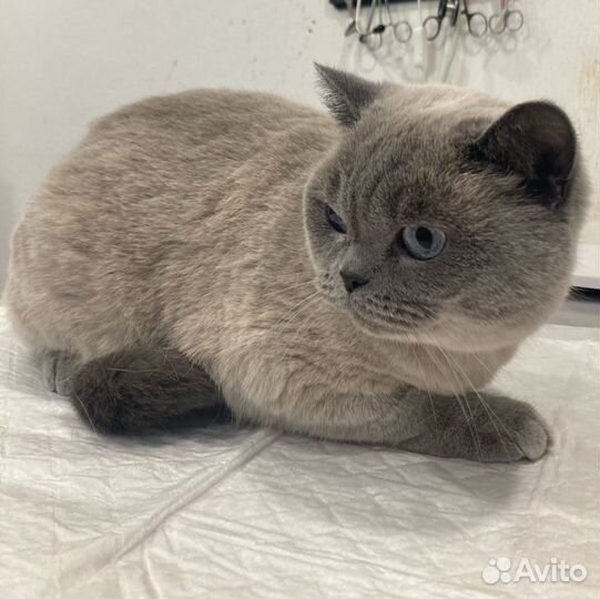 Ветеринарный врач на дом Вакцинация Круглосуточно