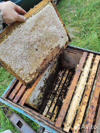 Мёд липовый 2023